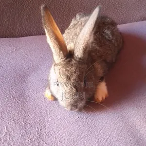 Rabbits for Sale