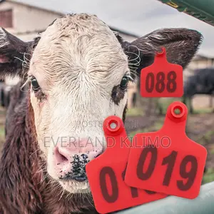 Ear Identification Medium Cattle Ear Tag - Numbered