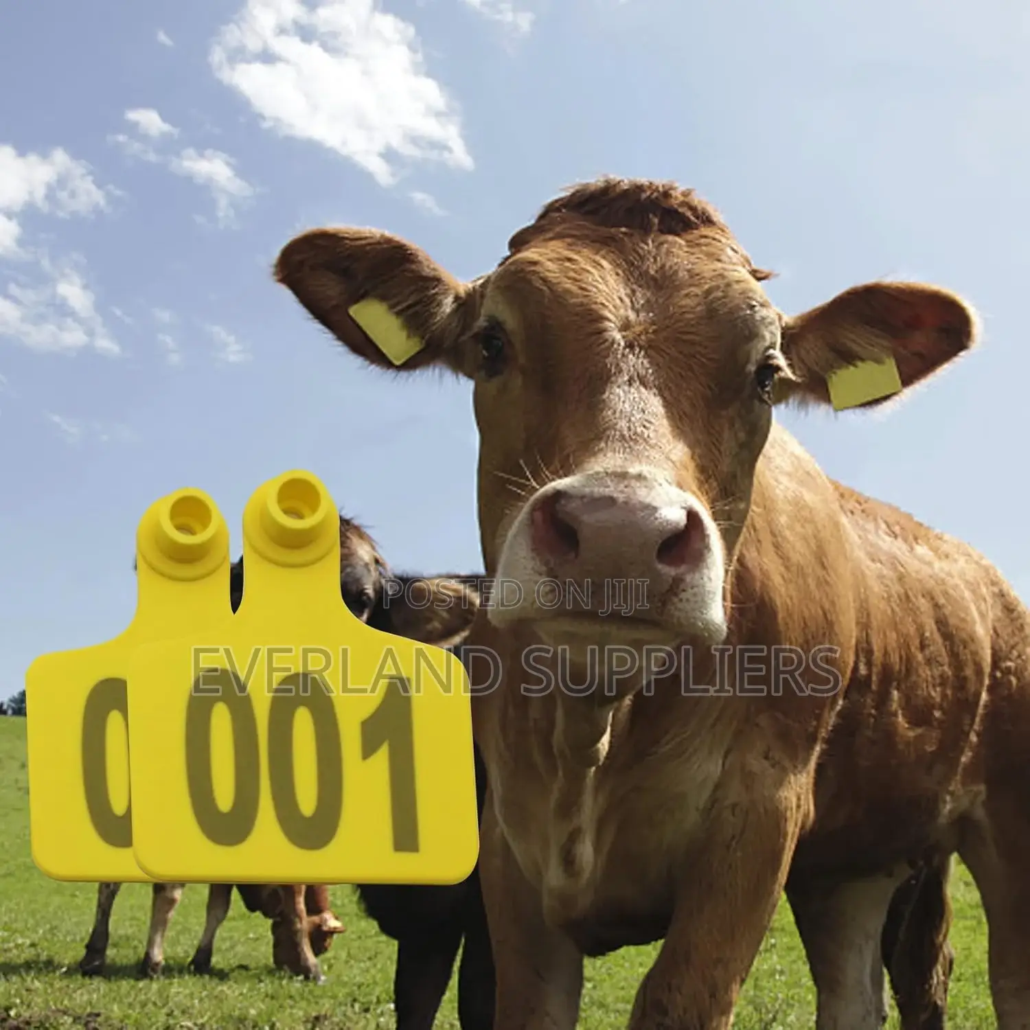 Medium Modern Livestock Identification Ear Tags