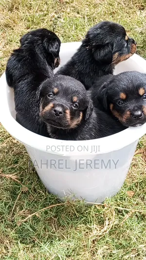 1-3 months Male Purebred Rottweiler