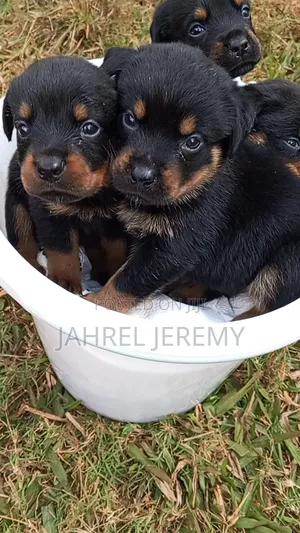 1-3 months Male Purebred Rottweiler
