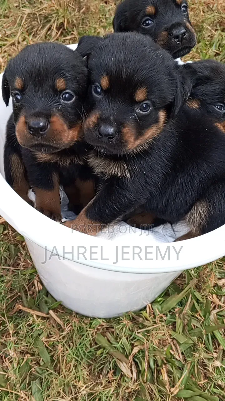 1-3 months Male Purebred Rottweiler