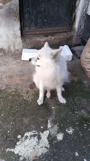 1+ year Male Purebred Chihuahua