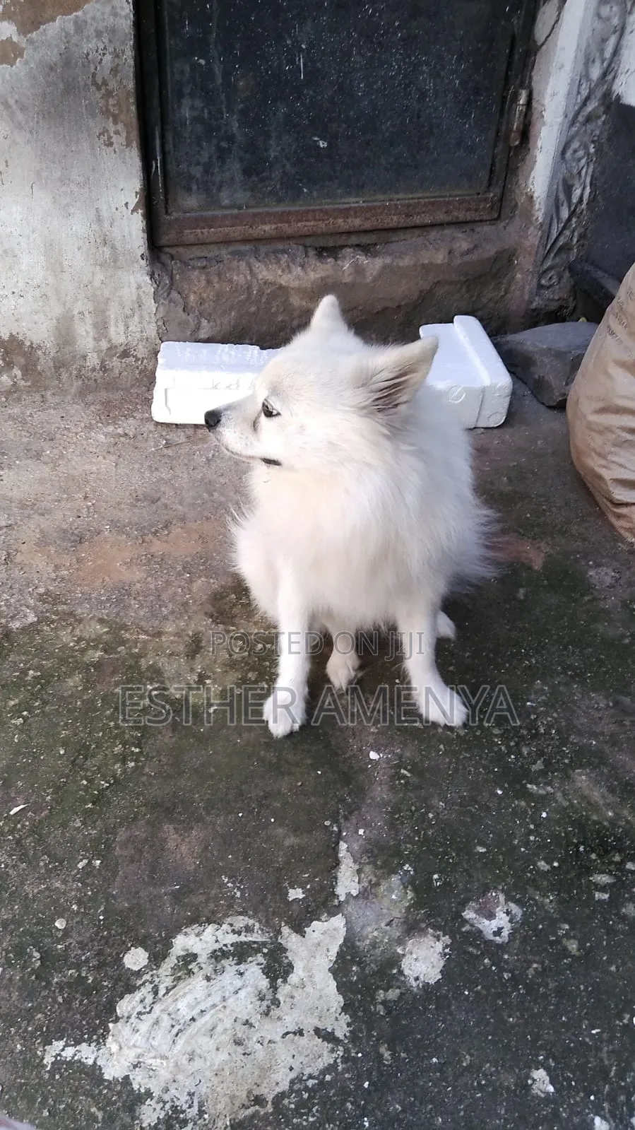 1+ year Male Purebred Chihuahua
