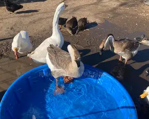 Fertilized Goose Eggs for Incubation 20MOQ