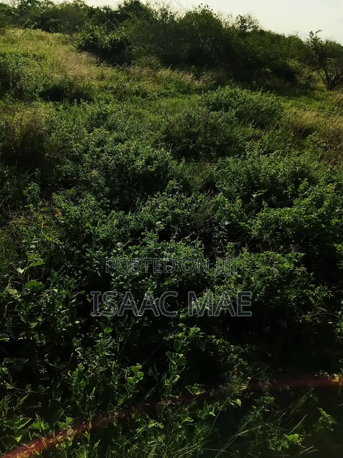 9 Acres for Sale With Ready Tittle Deed at Baolala Weru