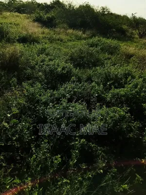 9 Acres for Sale With Ready Tittle Deed at Baolala Weru