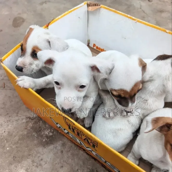 1-3 months Male Purebred Jack Russell Terrier