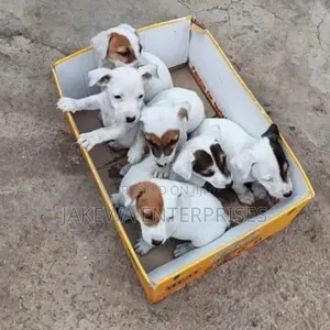 1-3 months Female Purebred Jack Russell Terrier