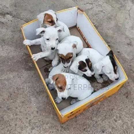 1-3 months Female Purebred Jack Russell Terrier