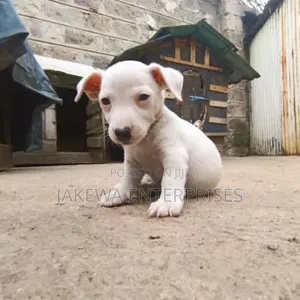 1-3 months Male Purebred Jack Russell Terrier