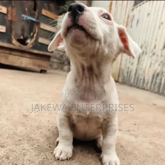 1-3 months Male Purebred Jack Russell Terrier