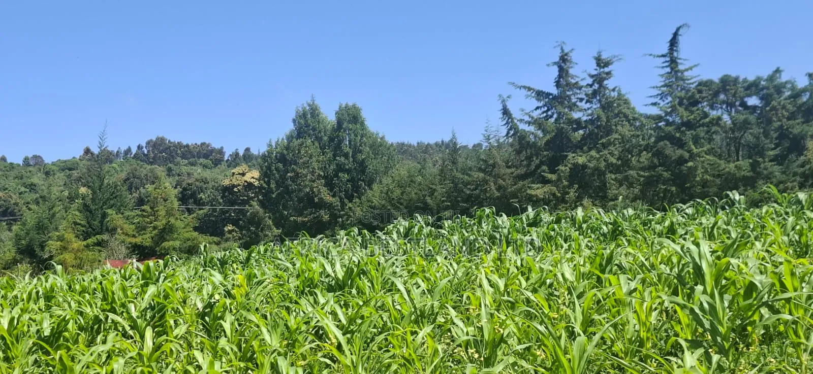 1⁄2 Acre Land for Sale – Gilgil Ngecha, Nakuru County