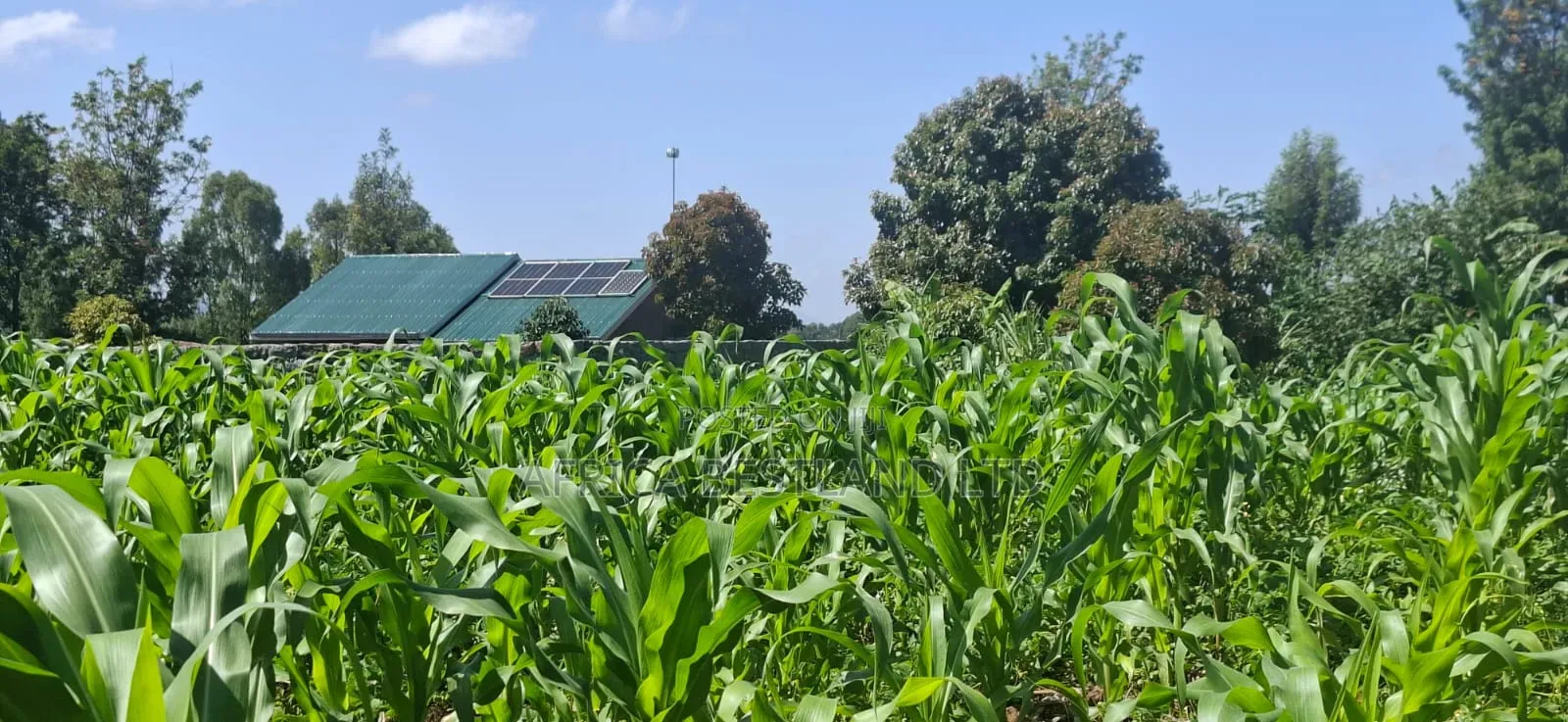 1⁄2 Acre Land for Sale – Gilgil Ngecha, Nakuru County