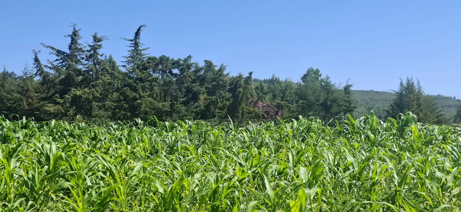 1⁄2 Acre Land for Sale – Gilgil Ngecha, Nakuru County