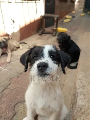 1-3 months Male Mixed Breed Maltese
