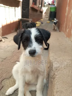 1-3 months Male Mixed Breed Maltese