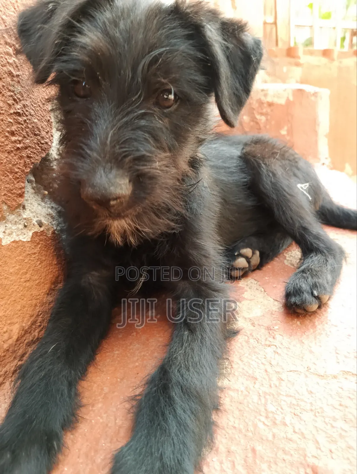 1-3 months Male Mixed Breed Maltese