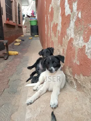 1-3 months Male Mixed Breed Maltese