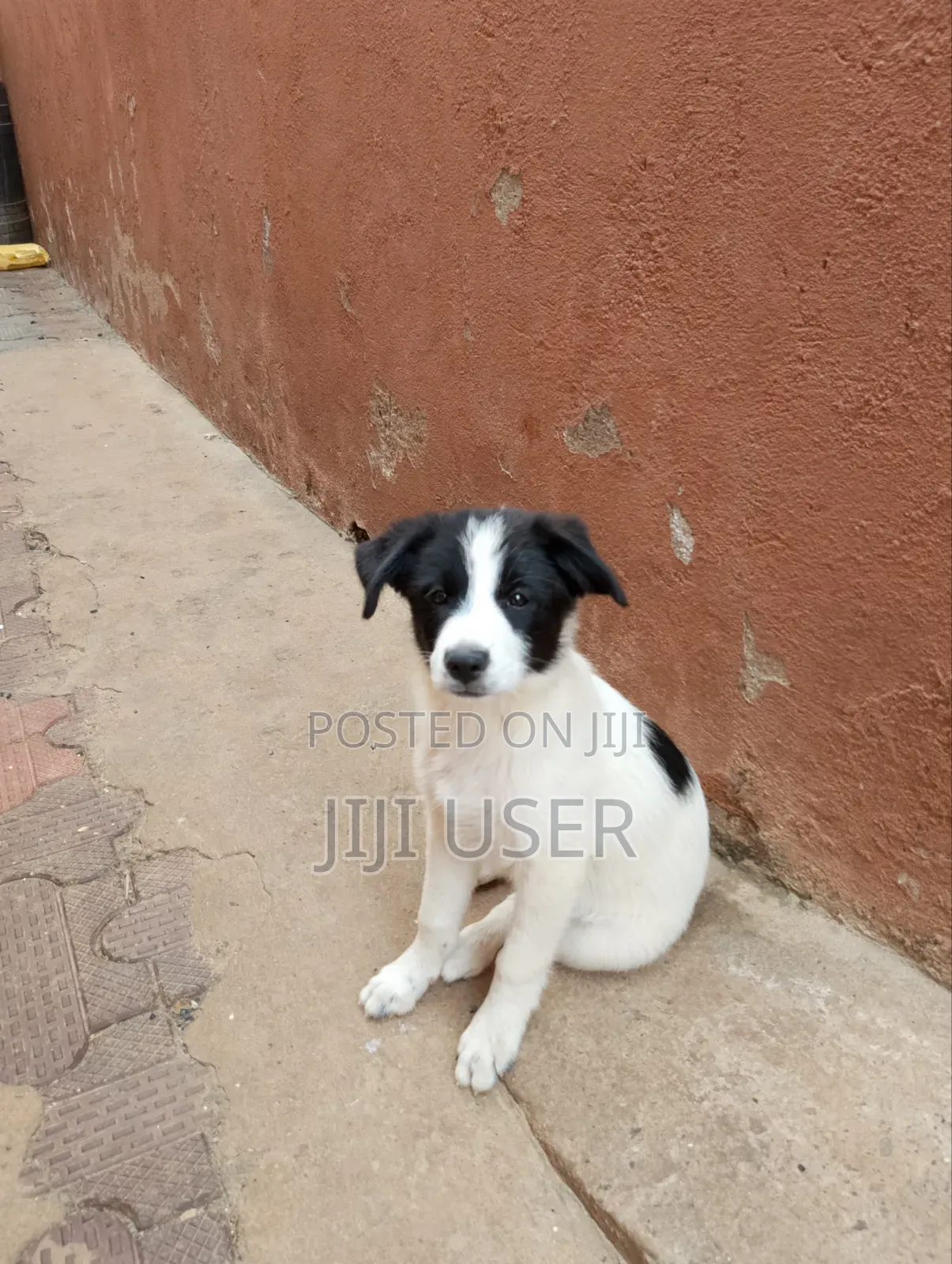 1-3 months Male Mixed Breed Maltese