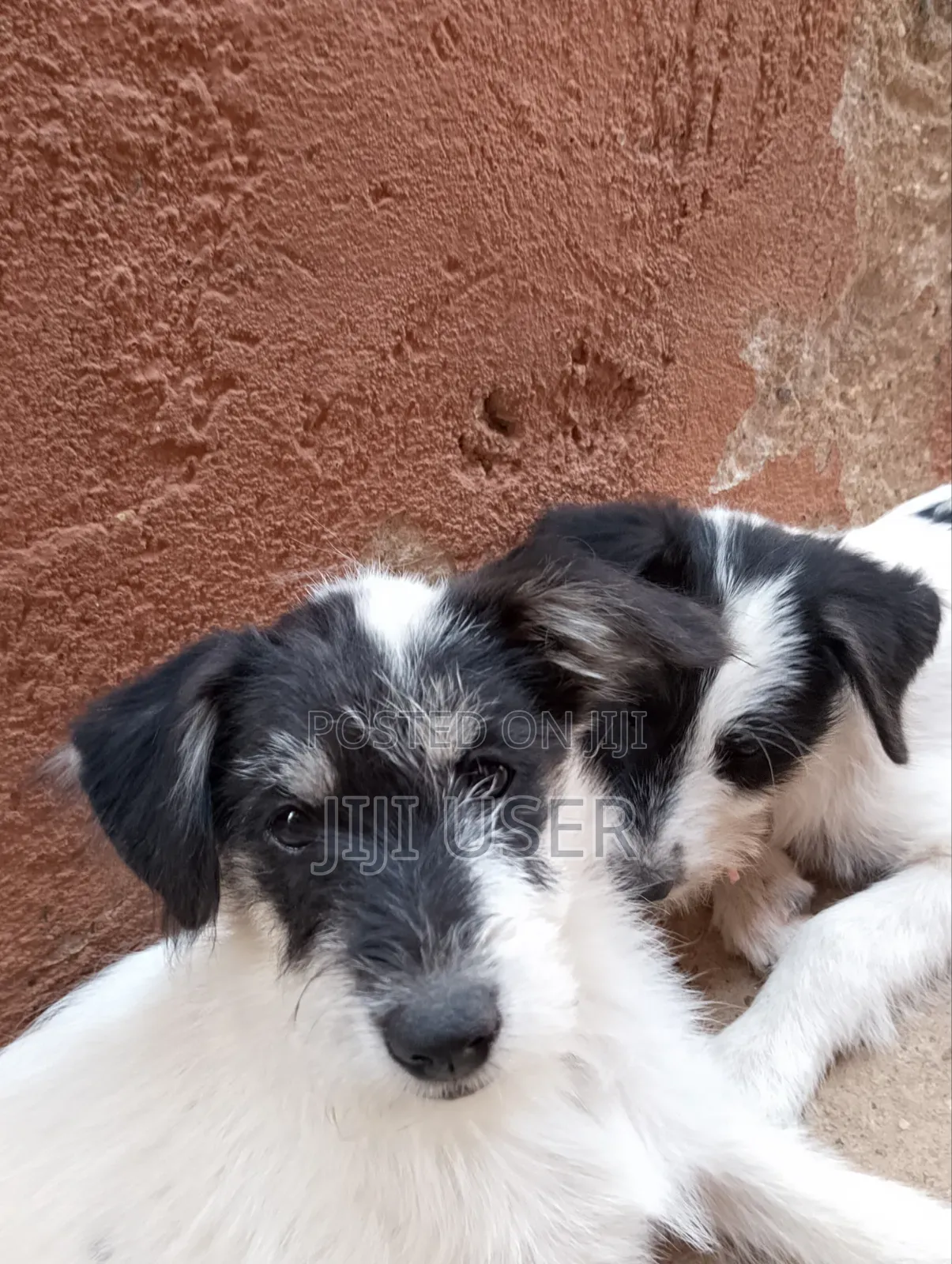 1-3 months Male Mixed Breed Maltese