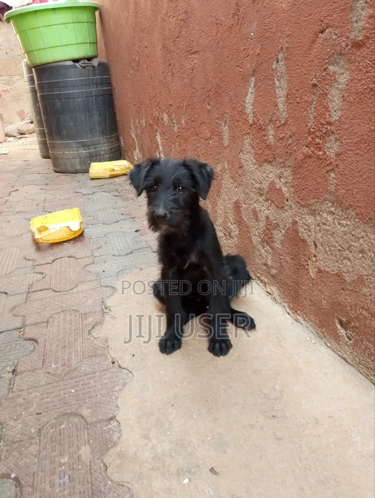 1-3 months Male Mixed Breed Maltese