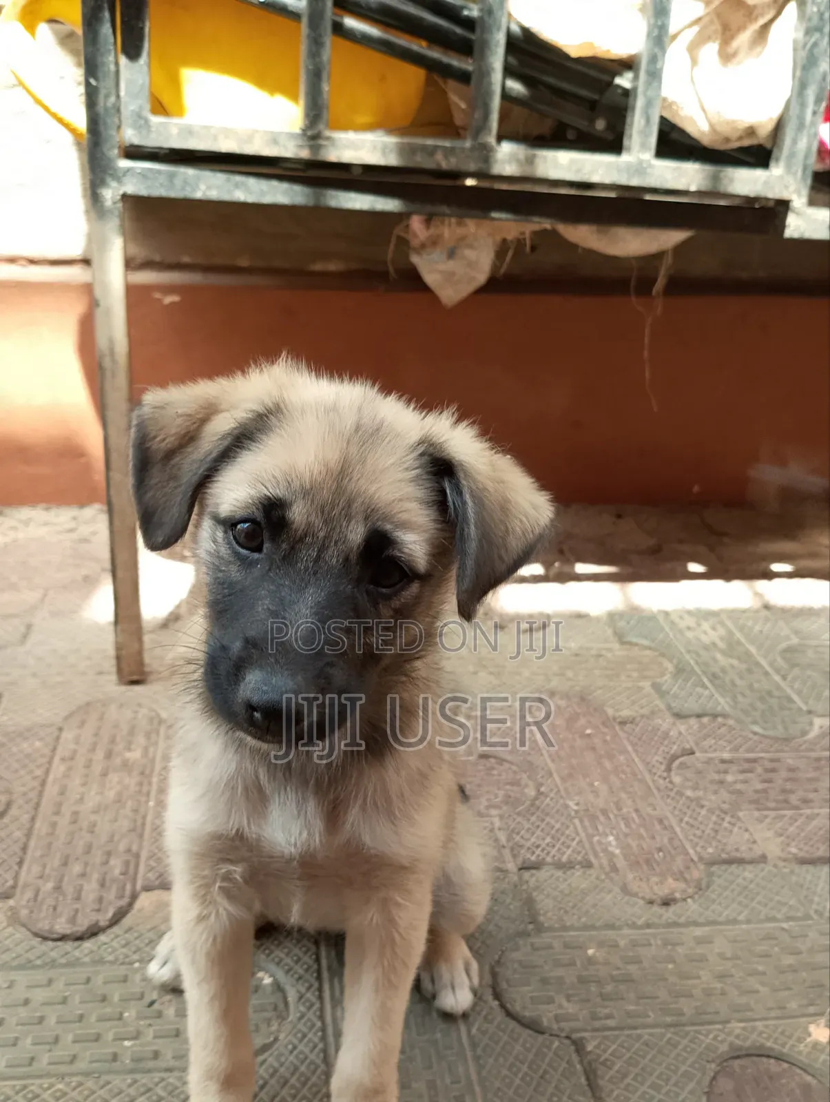 1-3 months Male Mixed Breed Maltese