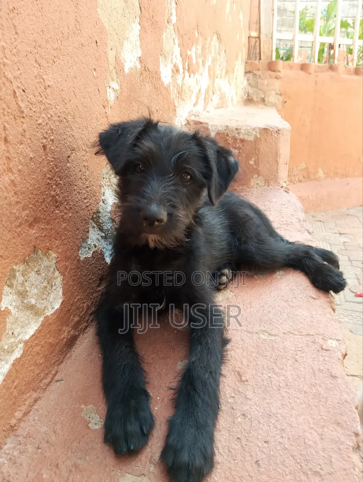 1-3 months Male Mixed Breed Maltese