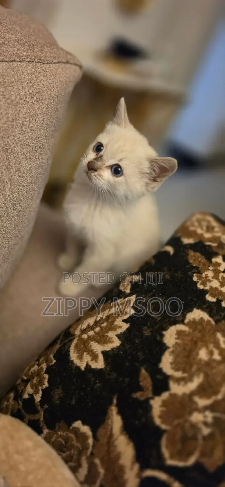 1-3 months Male Mixed Breed American Shorthair
