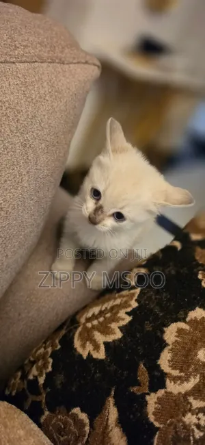 1-3 months Male Mixed Breed American Shorthair