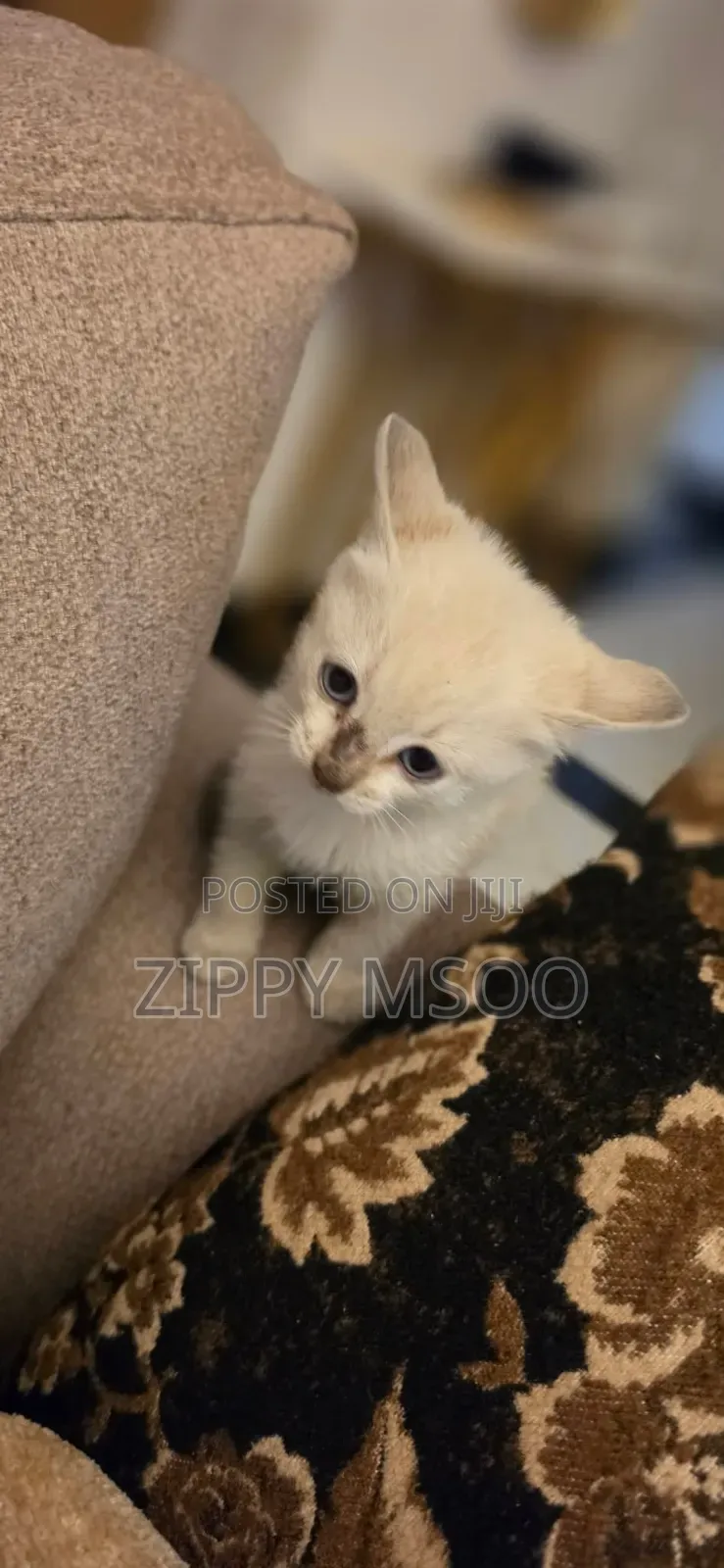 1-3 months Male Mixed Breed American Shorthair