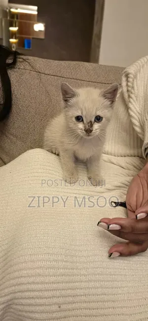 1-3 months Male Mixed Breed American Shorthair