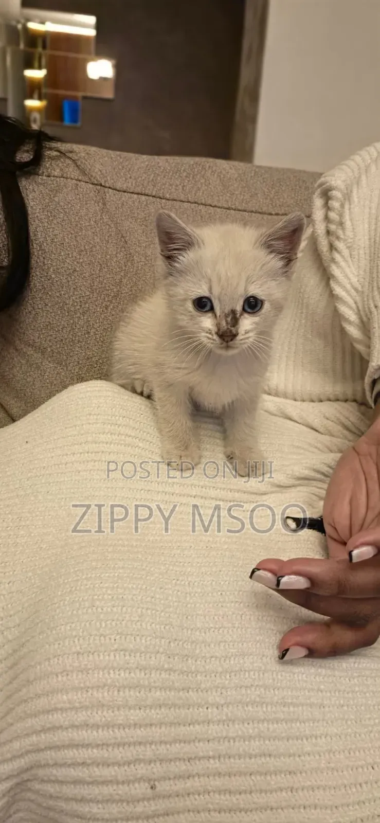 1-3 months Male Mixed Breed American Shorthair