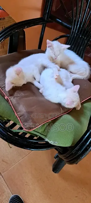 3-6 months Male Purebred Siamese