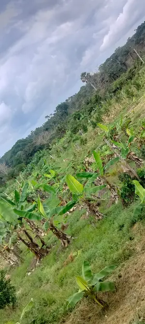 12 Acre Agricultural Farm Project for Sale | Msambweni, Kwale
