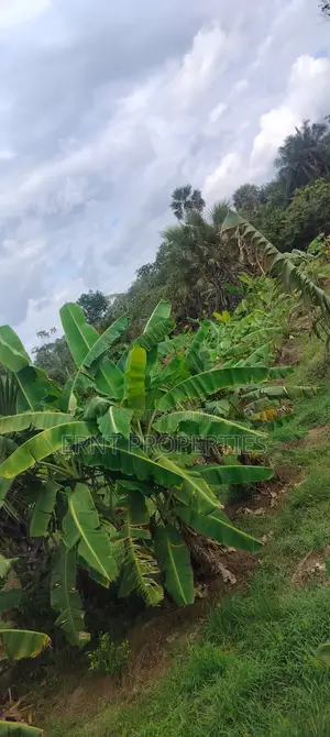12 Acre Agricultural Farm Project for Sale | Msambweni, Kwale
