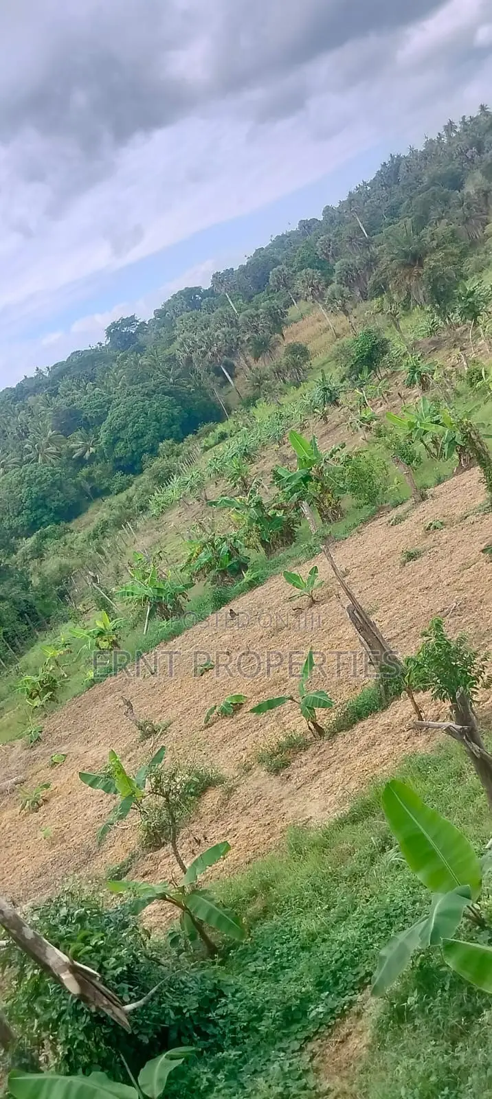 12 Acre Agricultural Farm Project for Sale | Msambweni, Kwale