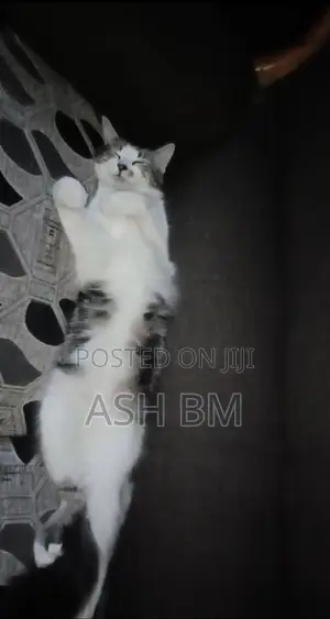6-12 months Male Mixed Breed Cat