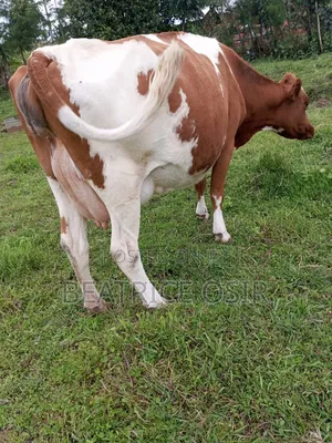 Dairy Animals