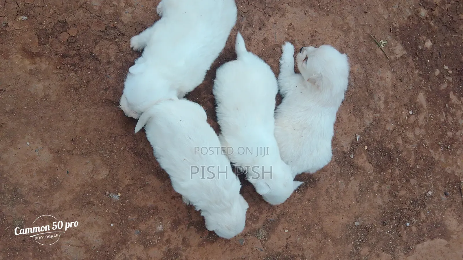 0-1 month Male Purebred Maltese