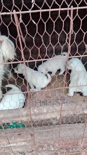 0-1 month Male Purebred Maltese
