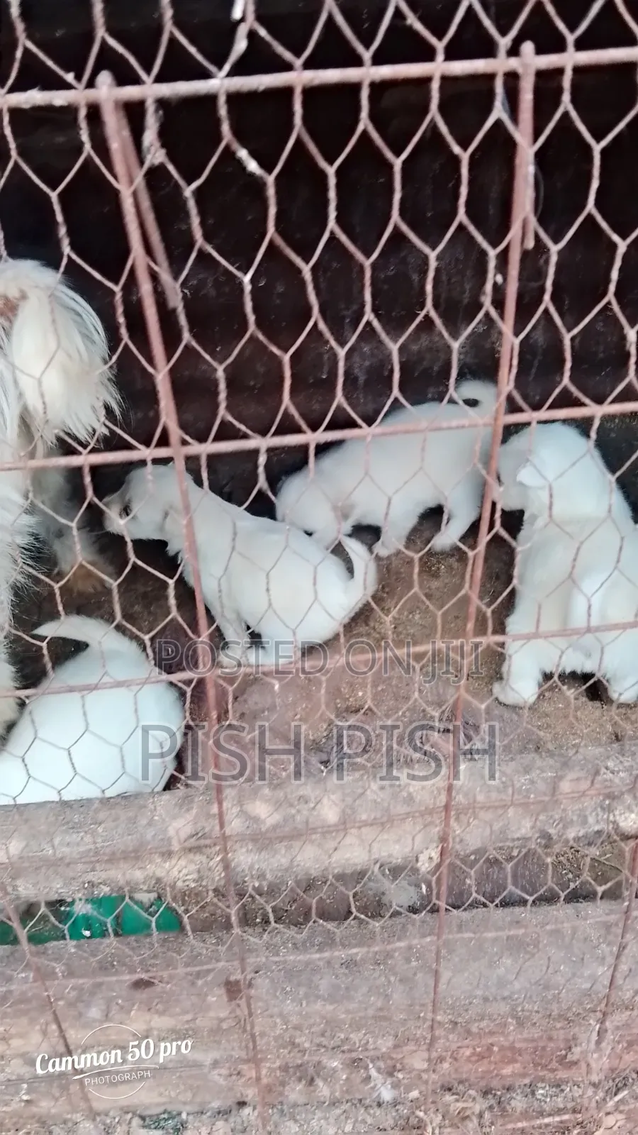 0-1 month Male Purebred Maltese