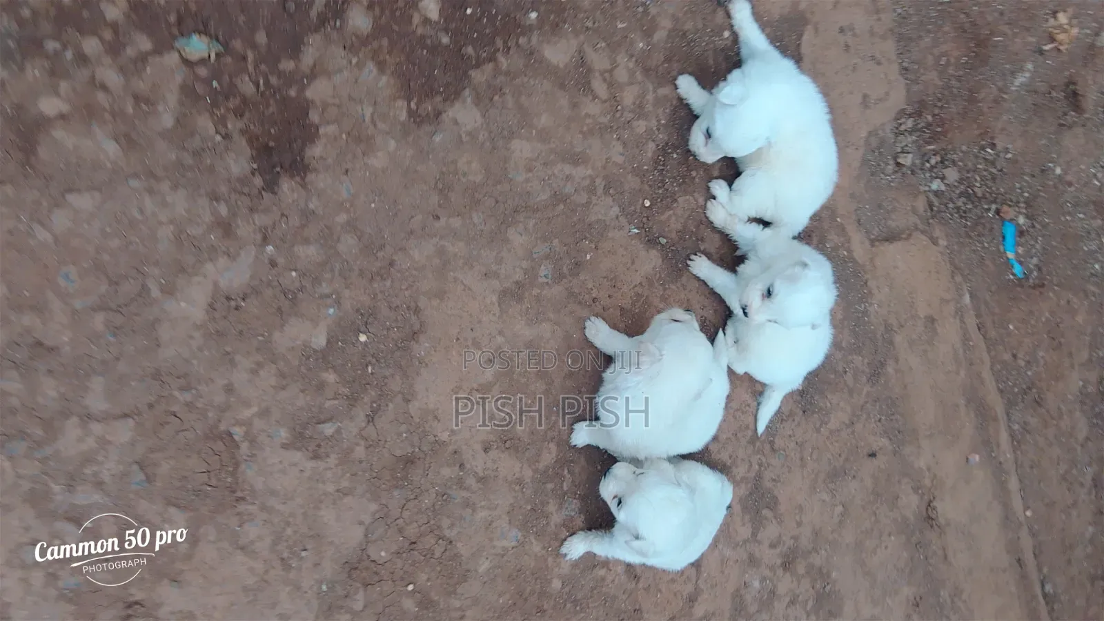 0-1 month Male Purebred Maltese