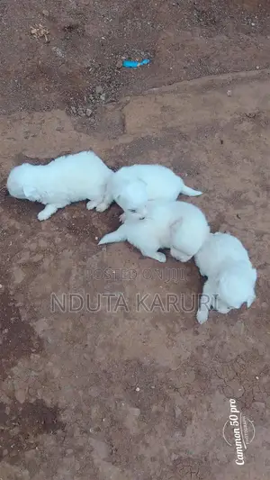0-1 month Male Purebred Maltese