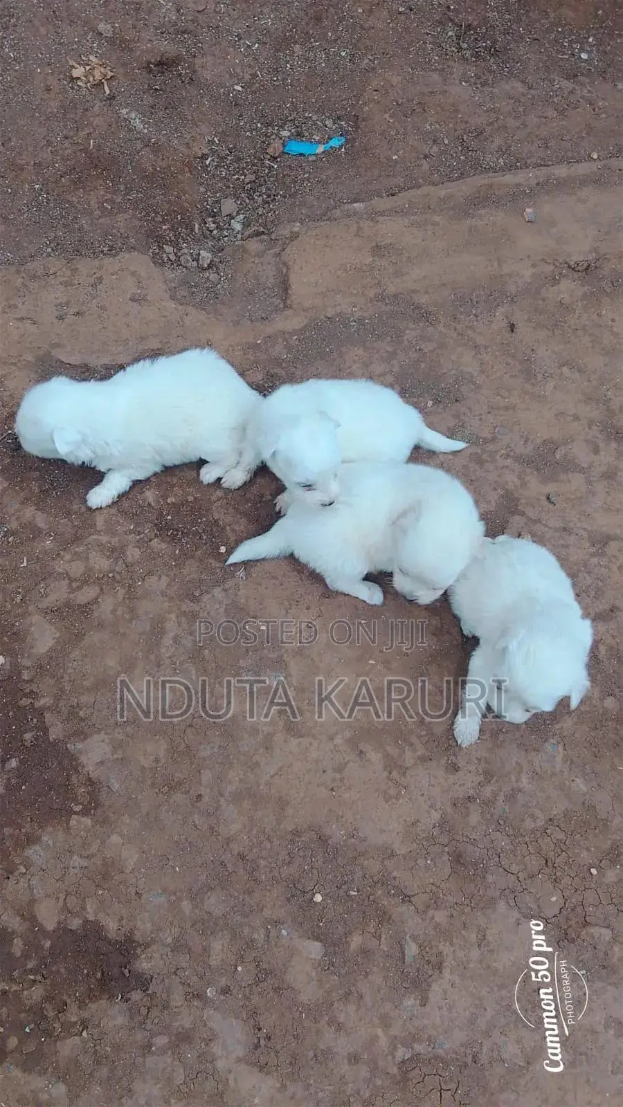 0-1 month Male Purebred Maltese