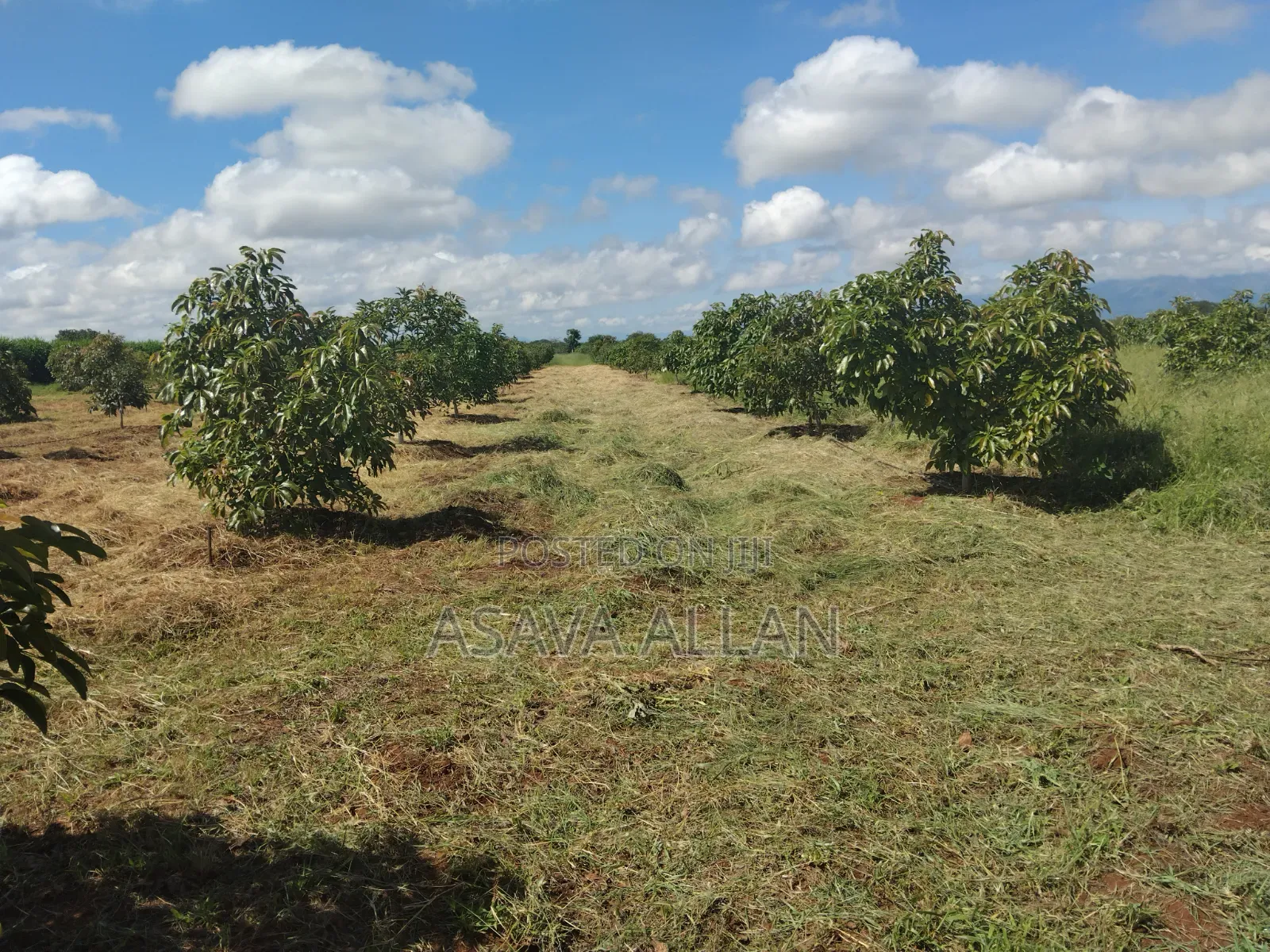 30 Acre Ovacado Farm - Salaita Taveta