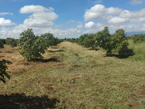 30 Acre Ovacado Farm - Salaita Taveta