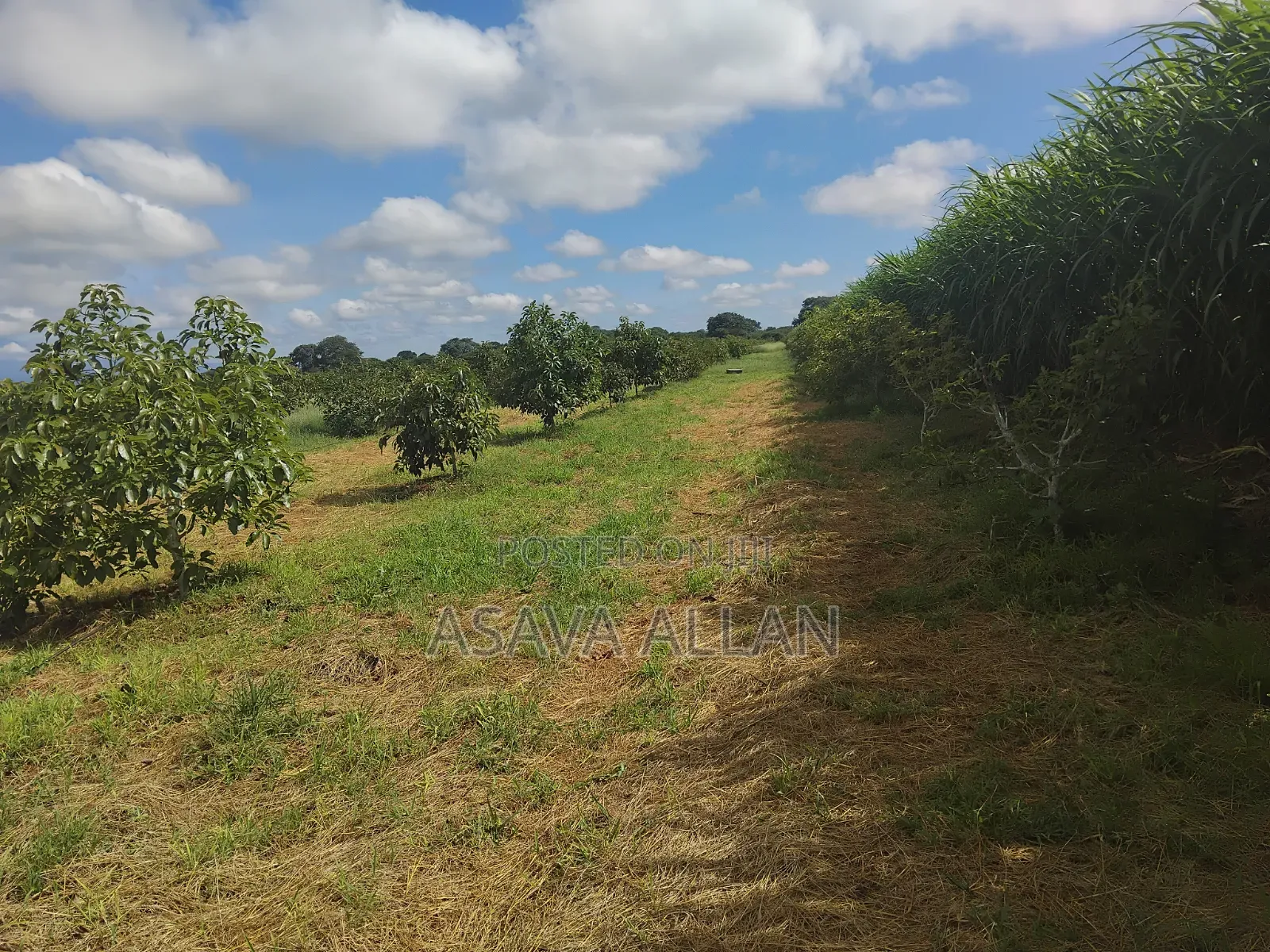 30 Acre Ovacado Farm - Salaita Taveta