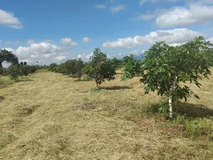 30 Acre Ovacado Farm - Salaita Taveta