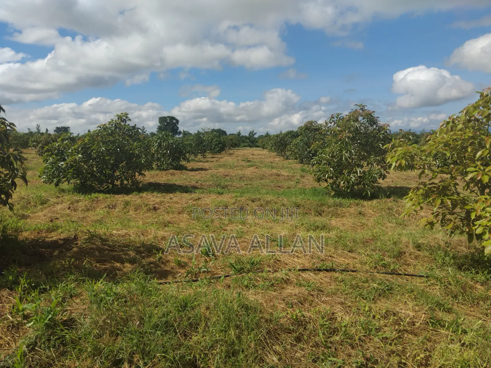 30 Acre Ovacado Farm - Salaita Taveta